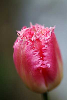 Gemischtes Blume Tulpe 001